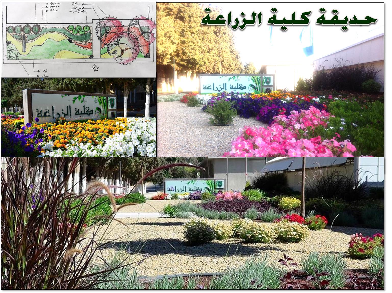 حديقة الكلية.jpg